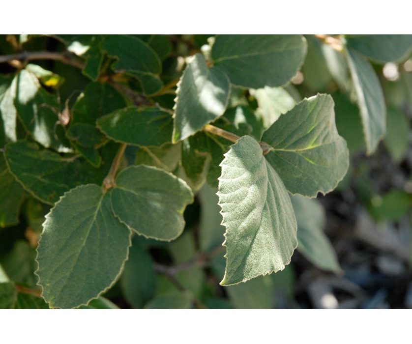 Judd Viburnum